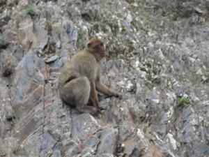 ruisseau des singes a chiffa blida