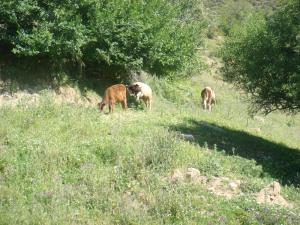 tigharghar zaouia aissaouia