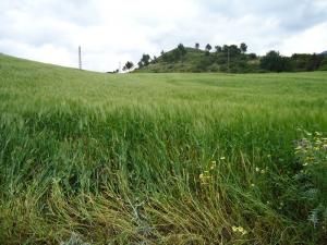 Lieu dit Nador, Commune de Ain Romana, enciennement dit Douar Mouzaia