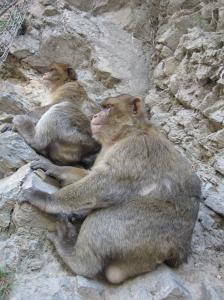 Chiffa bo?az? makak maymunu