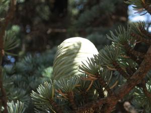 Chrea Da?? Sedir kozala??