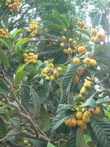 fruit (mechimcha) nefles meftah