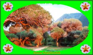 paysage de l'ile de Ziama Mansouriah