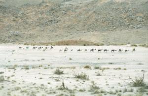 Caravane (janvier 1991 Au large de Tamanrasset, Algérie)