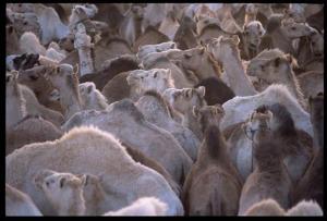 merche aux chameaux  tamanrasset