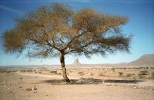 The Point of Non Return (janvier 1991 Piste Tamanrasset - Assekrem)