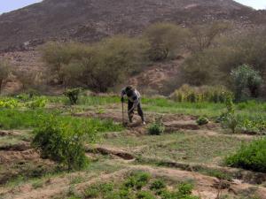 Tamanrasset, Hirhafok