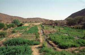 Tamanrasset irrigation