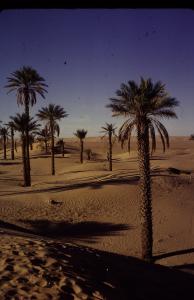 Oasis de In Salah 1982