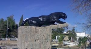 Tebessa panthère noire