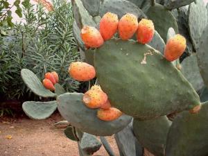 France, le figuier de Barbarie, appelé aussi figuier d'Inde, est une plante de la famille des Cactacées, originaire du Mexique   � l'automne les fruits du cactus (où figues de barbarie) � maturité