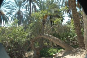 le palmier courbé,oasis de NEGRINE