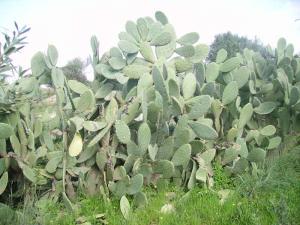 akarmousse figue de barbarie