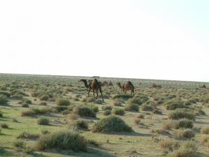 Chameaux de Negrine