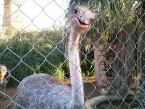 sourire d'une autruche -zoo de Tlemcen -
