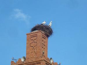 les cigognes de tlemcen