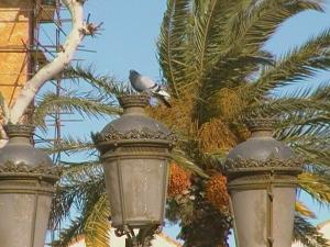 Lampadaires des deux places Tlemcen, Algérie