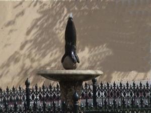 Le Phoque de Tlemcen