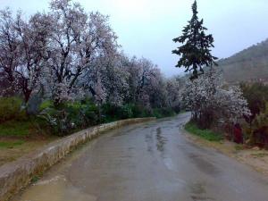 Ain-douz amandiers en fleurs