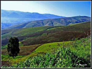 Champs agricoles de Tizi ouzou