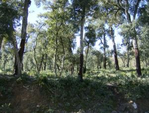 Tizi Ouzou - Forêt Azazga -