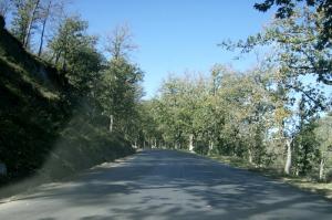 Tizi Ouzou - Forêt Yakourene -