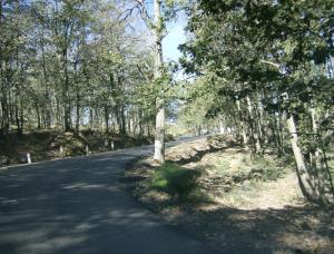 Tizi Ouzou - Forêt Yakourene -