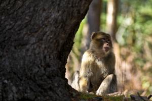 Singe Magot de la région de Tizi ouzou