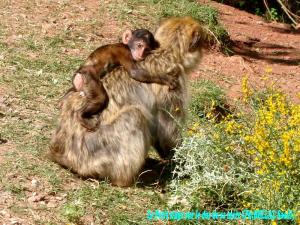 Le Petit Singe sur le Dos de sa Mère