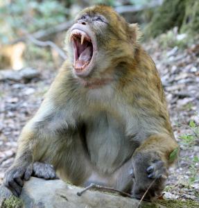 Singe Magot (Yakouren)