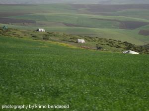 Tiaret  Champ de blé