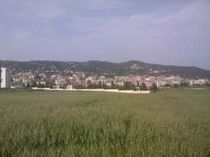 Champ de Blé en Herbe à Tizi ouzou
