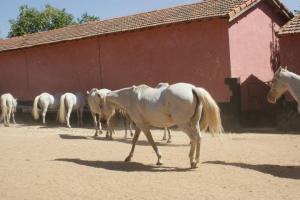 LE CHEVAL A L'HONNEUR  JUMENTERIE DE TIARET