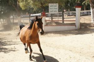 LE CHEVAL A L'HONNEUR  JUMENTERIE DE TIARET