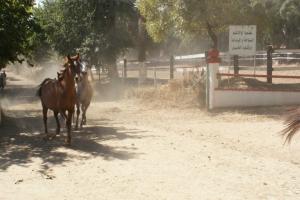 LE CHEVAL A L'HONNEUR  JUMENTERIE DE TIARET