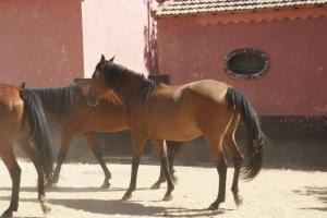 LE CHEVAL A L'HONNEUR  JUMENTERIE DE TIARET