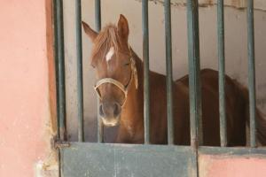 LE CHEVAL A L'HONNEUR  JUMENTERIE DE TIARET