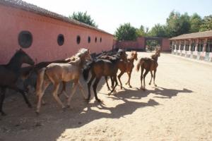 LE CHEVAL A L'HONNEUR  JUMENTERIE DE TIARET