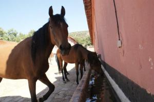 LE CHEVAL A L'HONNEUR  JUMENTERIE DE TIARET