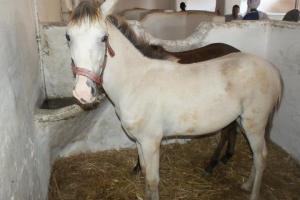 LE CHEVAL A L'HONNEUR  JUMENTERIE DE TIARET
