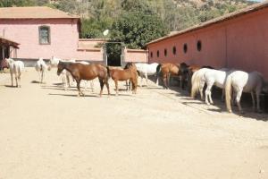 LE CHEVAL A L'HONNEUR  JUMENTERIE DE TIARET