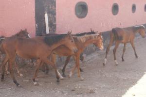 LE CHEVAL A L'HONNEUR  JUMENTERIE DE TIARET