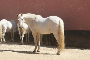 LE CHEVAL A L'HONNEUR  JUMENTERIE DE TIARET