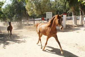 LE CHEVAL A L'HONNEUR  JUMENTERIE DE TIARET