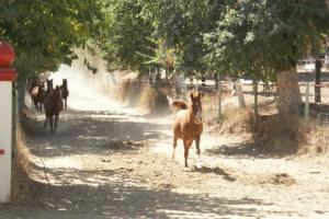 LE CHEVAL A L'HONNEUR  JUMENTERIE DE TIARET