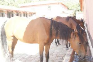 LE CHEVAL A L'HONNEUR  JUMENTERIE DE TIARET