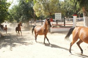 LE CHEVAL A L'HONNEUR  JUMENTERIE DE TIARET