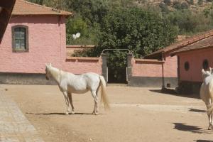 LE CHEVAL A L'HONNEUR  JUMENTERIE DE TIARET