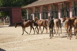 LE CHEVAL A L'HONNEUR  JUMENTERIE DE TIARET