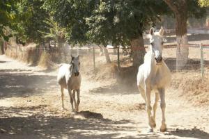 LE CHEVAL A L'HONNEUR  JUMENTERIE DE TIARET